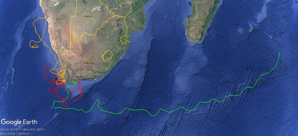 Two Oceans Aquarium | Tracking our Turtles: Moving into May