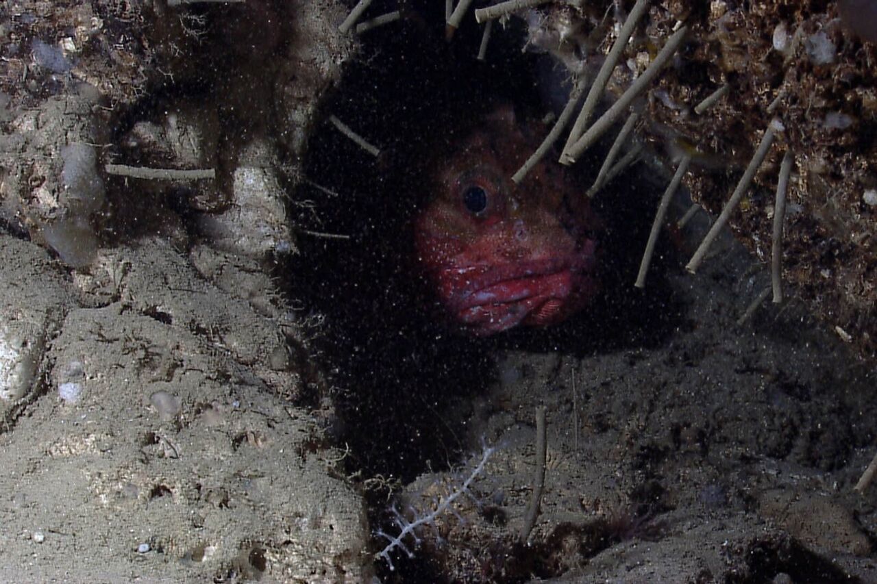 9734693927 0f810a63b3 o