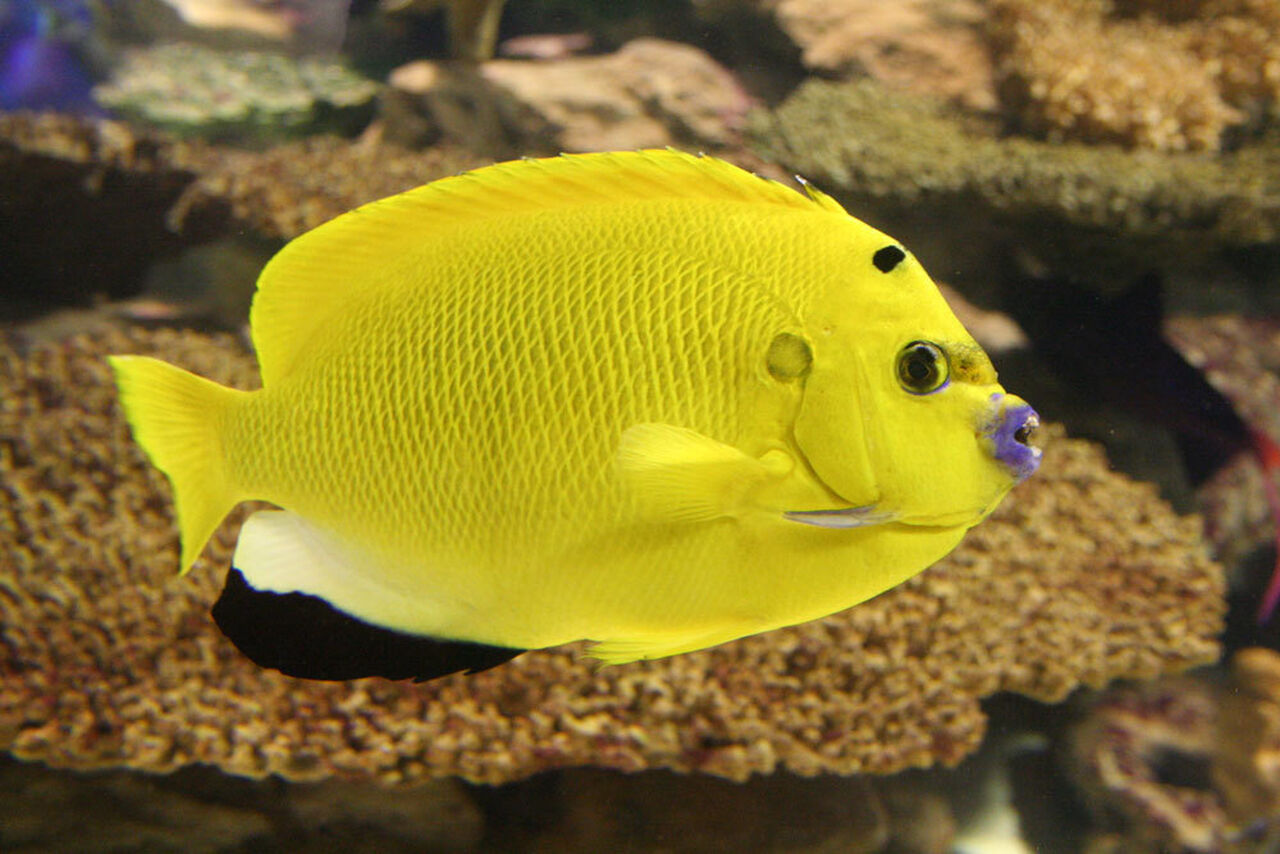 Three-spot angelfish