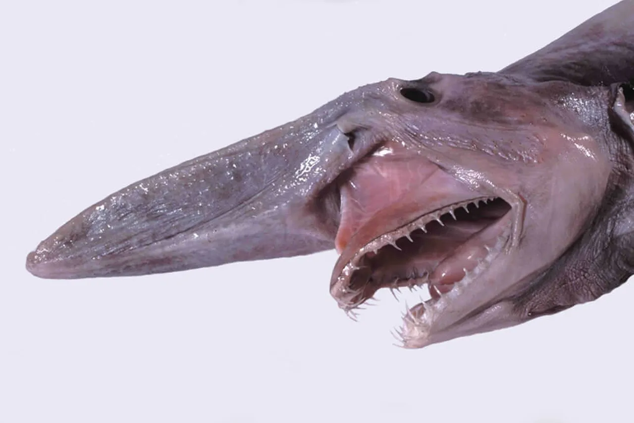 Mistukurina owstoni museum victoria head detail