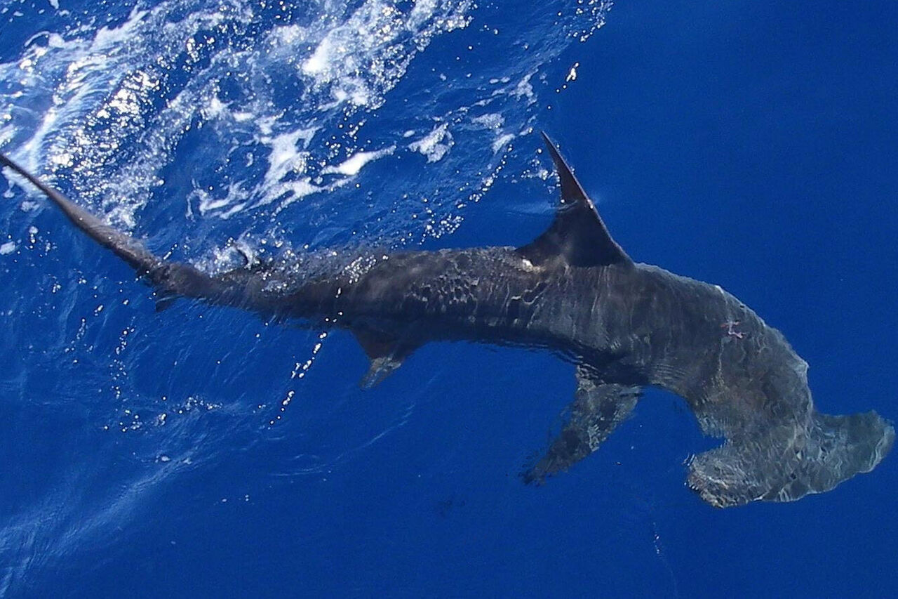 19752430236 b44df03e0b o