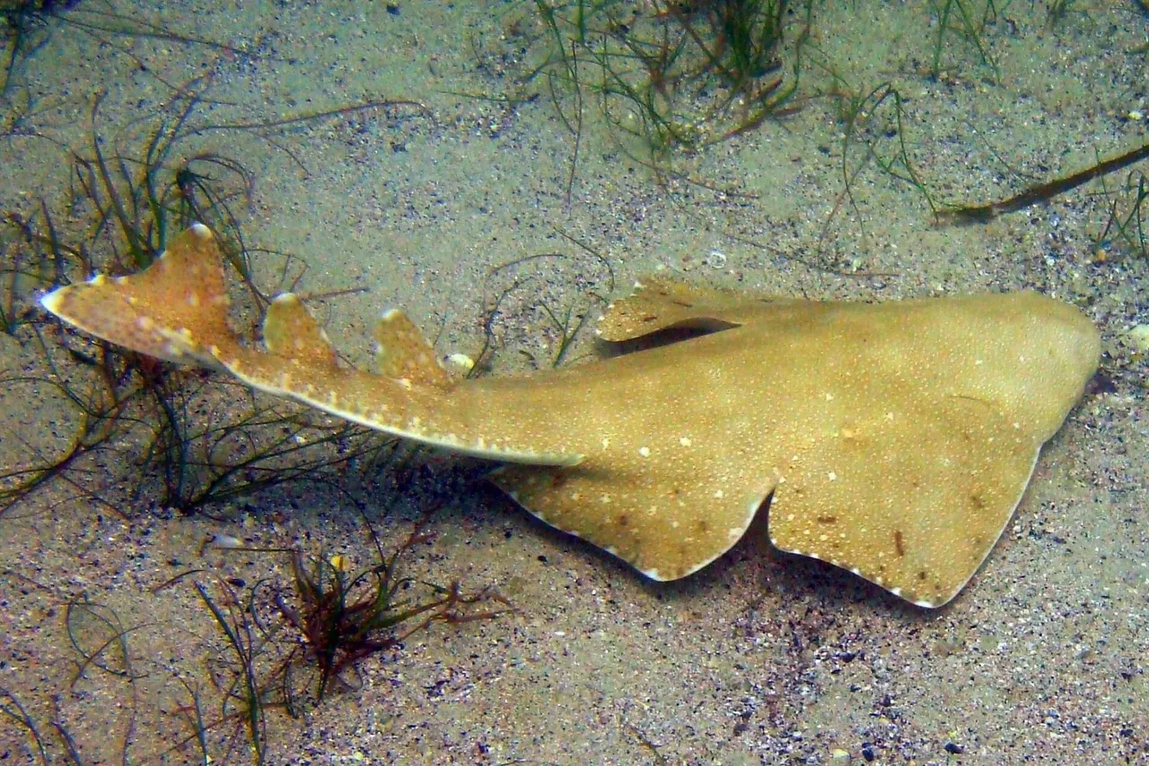 Squatina australis