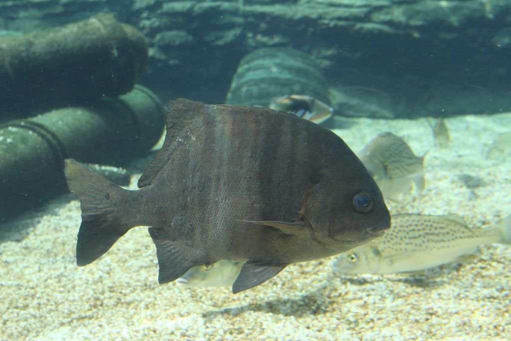 two-oceans-aquarium-why-is-the-galjoen-south-africa-s-national-fish