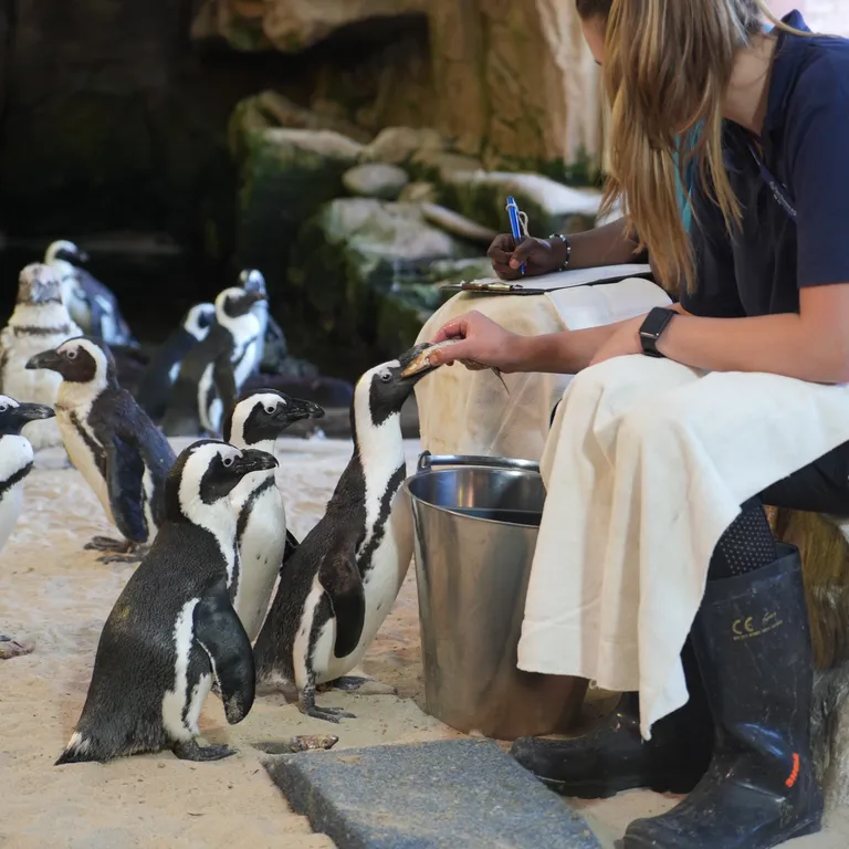 African penguin feeding time.