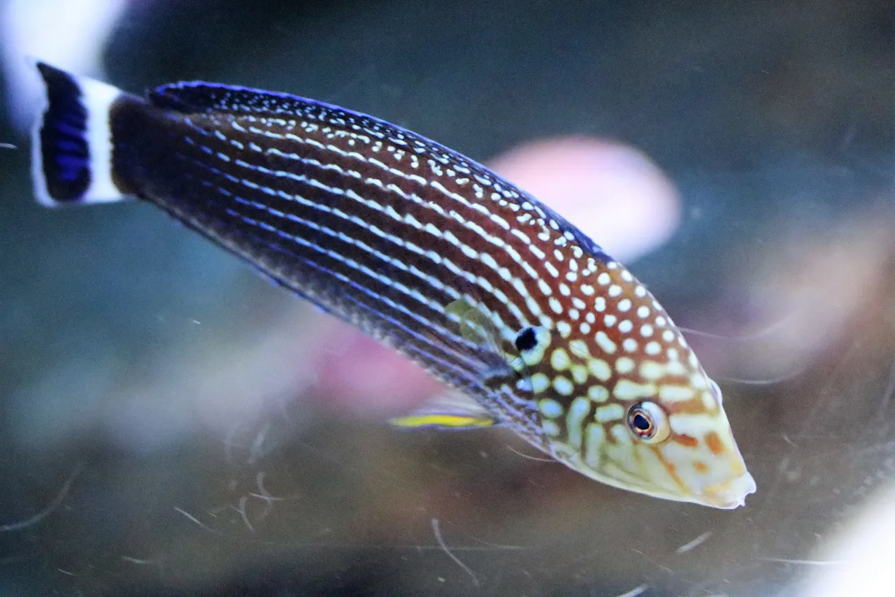Lined wrasse