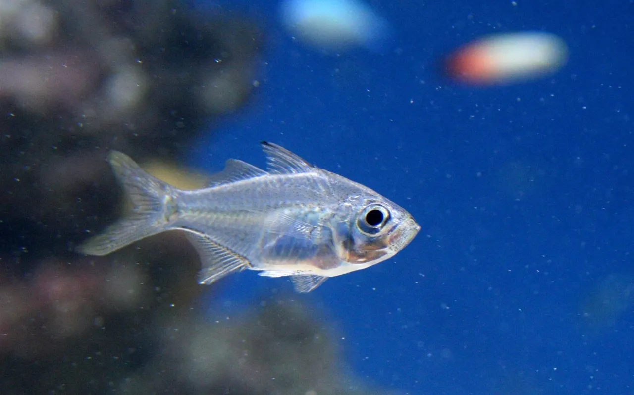 Slender glassy