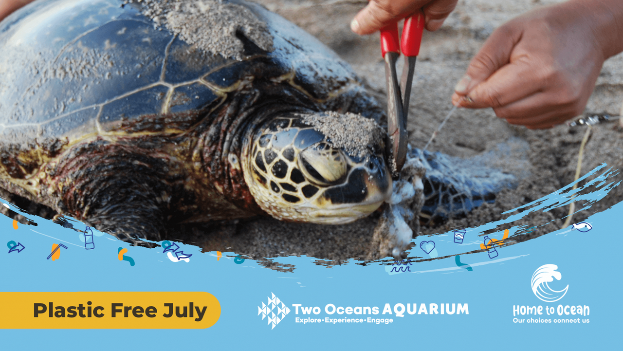 The plastic problem: how does plastic pollution affect wildlife?