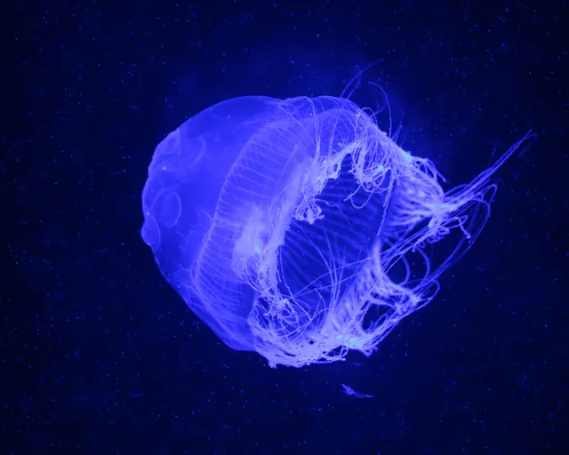 Jellyfish