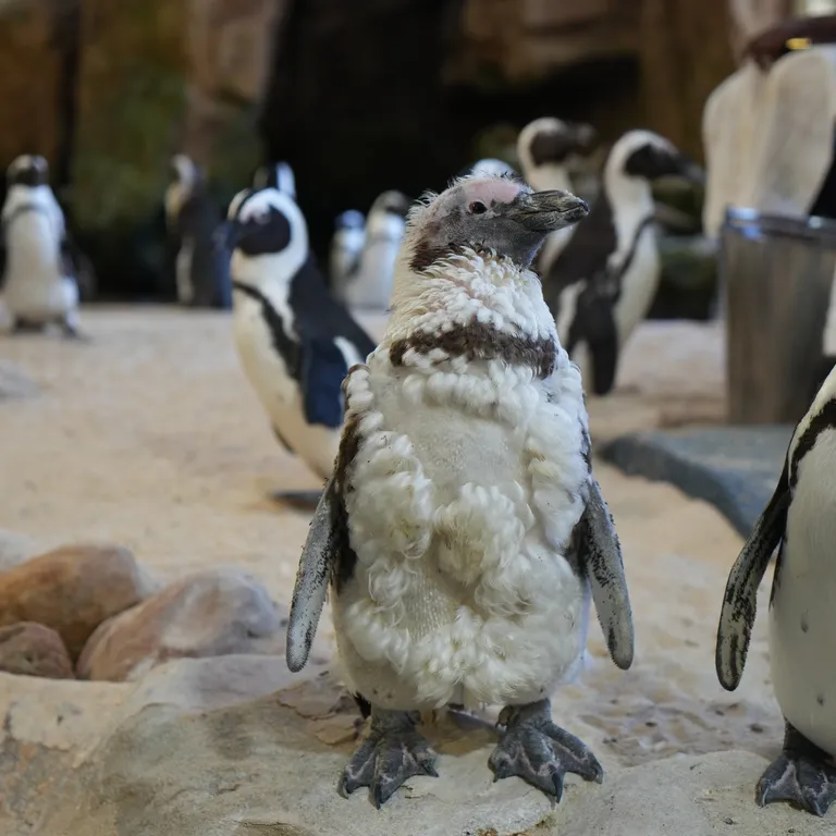 An African penguin undergoing his annual catastrophic moult.
