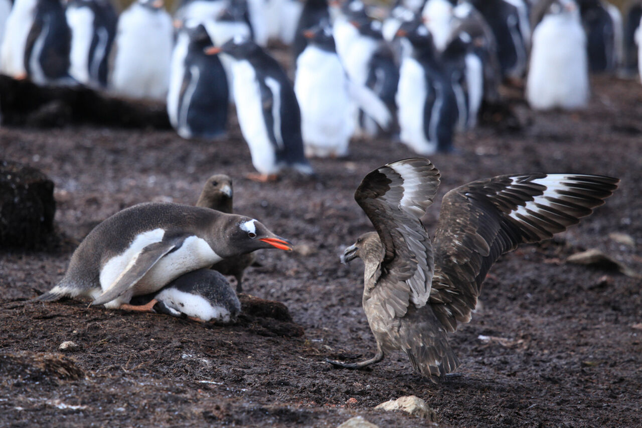 Pygoscelis papua ellsworthii