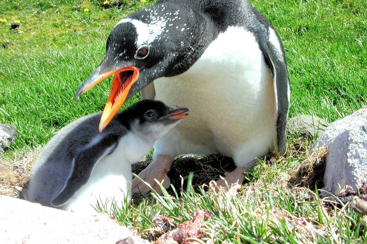 Manchot papou et son bébé