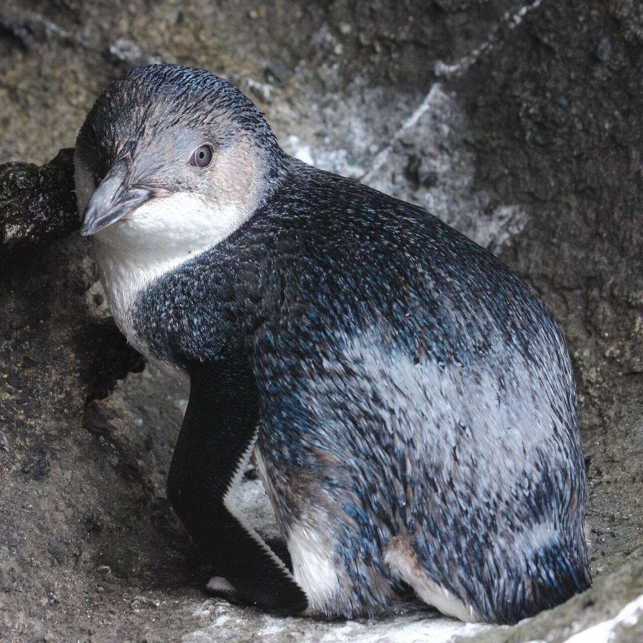 Chathamislandlittlepenguin