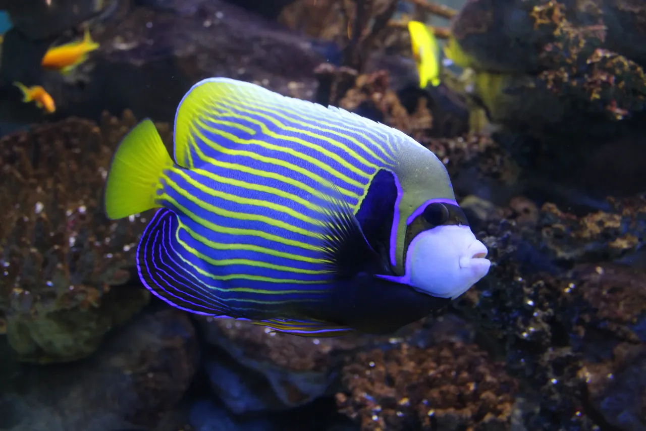Emperor angelfish