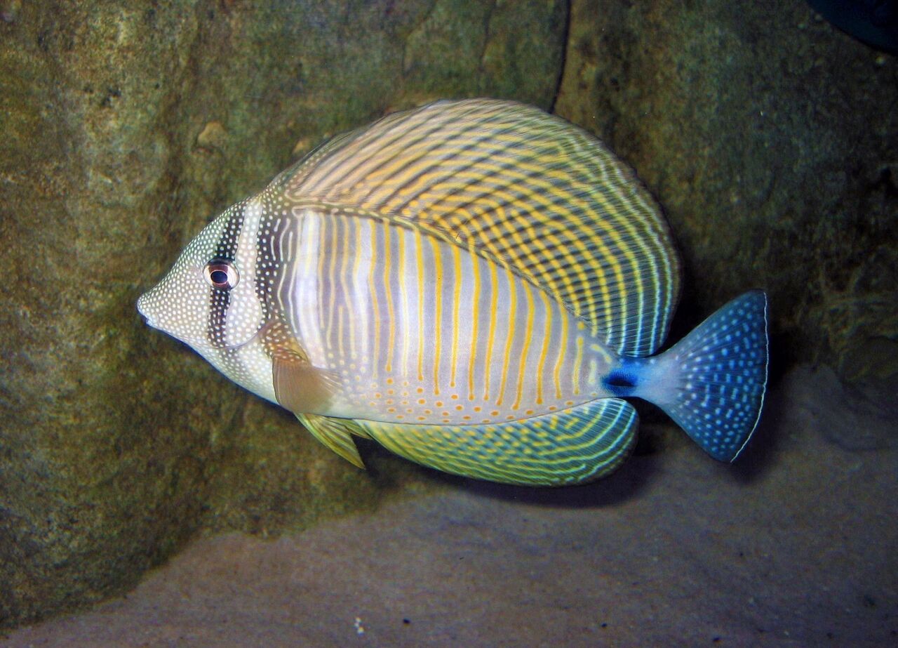 Sailfin tang