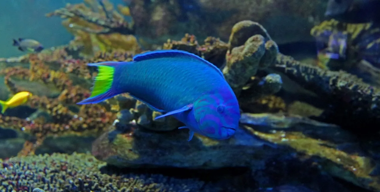 Crescent Tail Wrasse