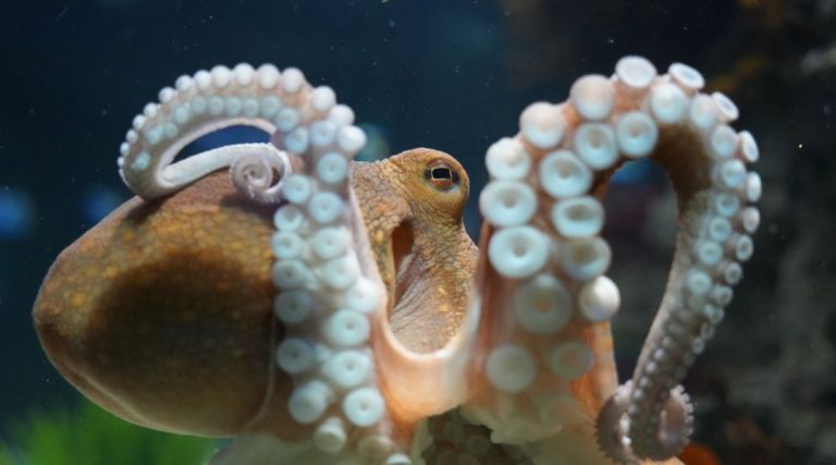 Two Oceans Aquarium | Sea shields: Aquarium animals and their amazing…