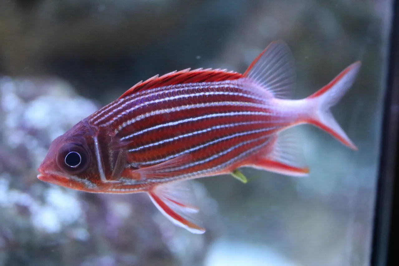 Crown Squirrelfish