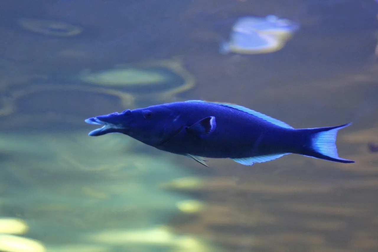 Male birdmouth wrasse