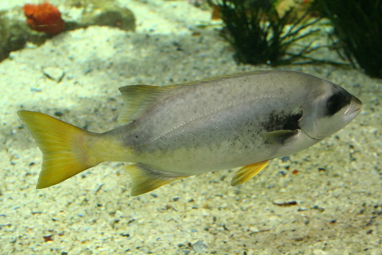 Cape Knifejaw