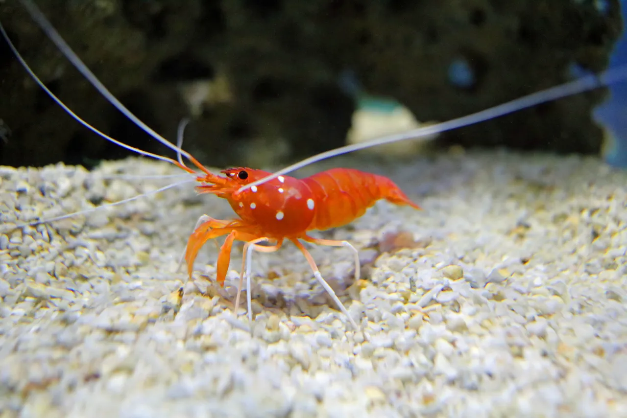Fire Shrimp SE