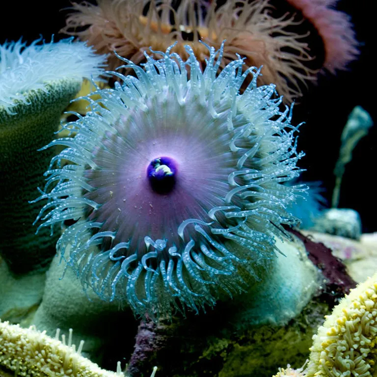 Anemones