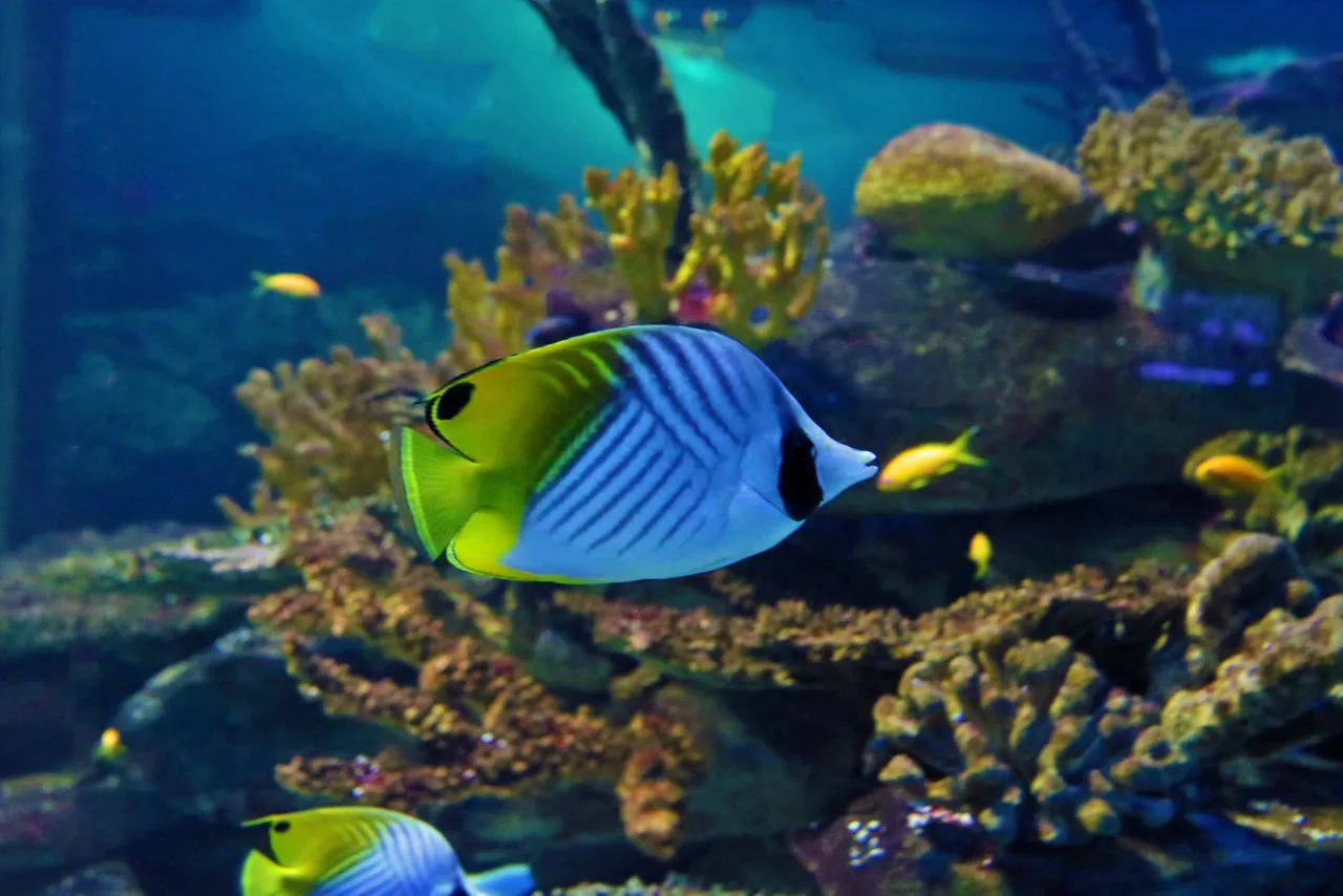 Threadfin Butterflyfish SE