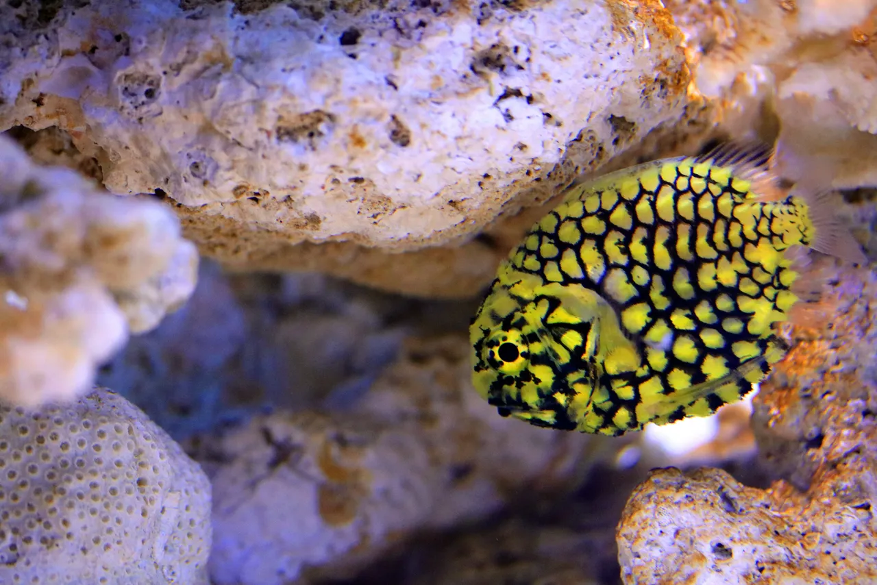 Pineapplefish SE