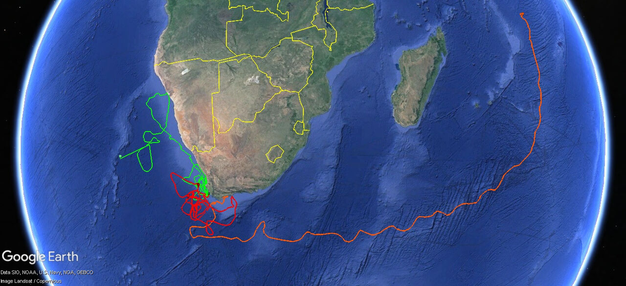Tracking our Turtles: Bheni is zooming along!