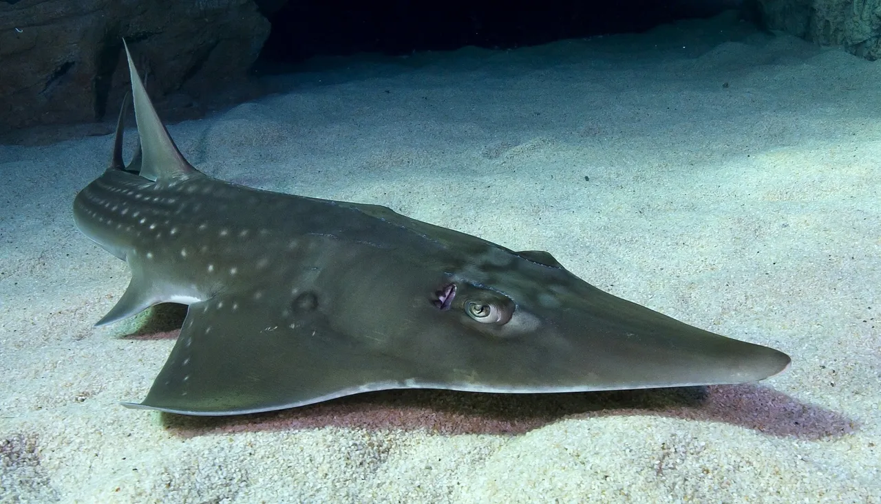 Guitarshark jtresfon