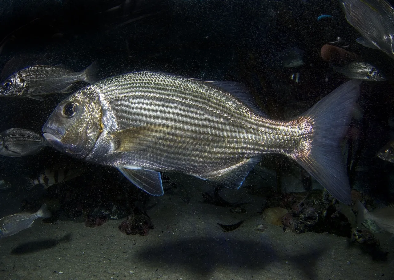 White musselcracker