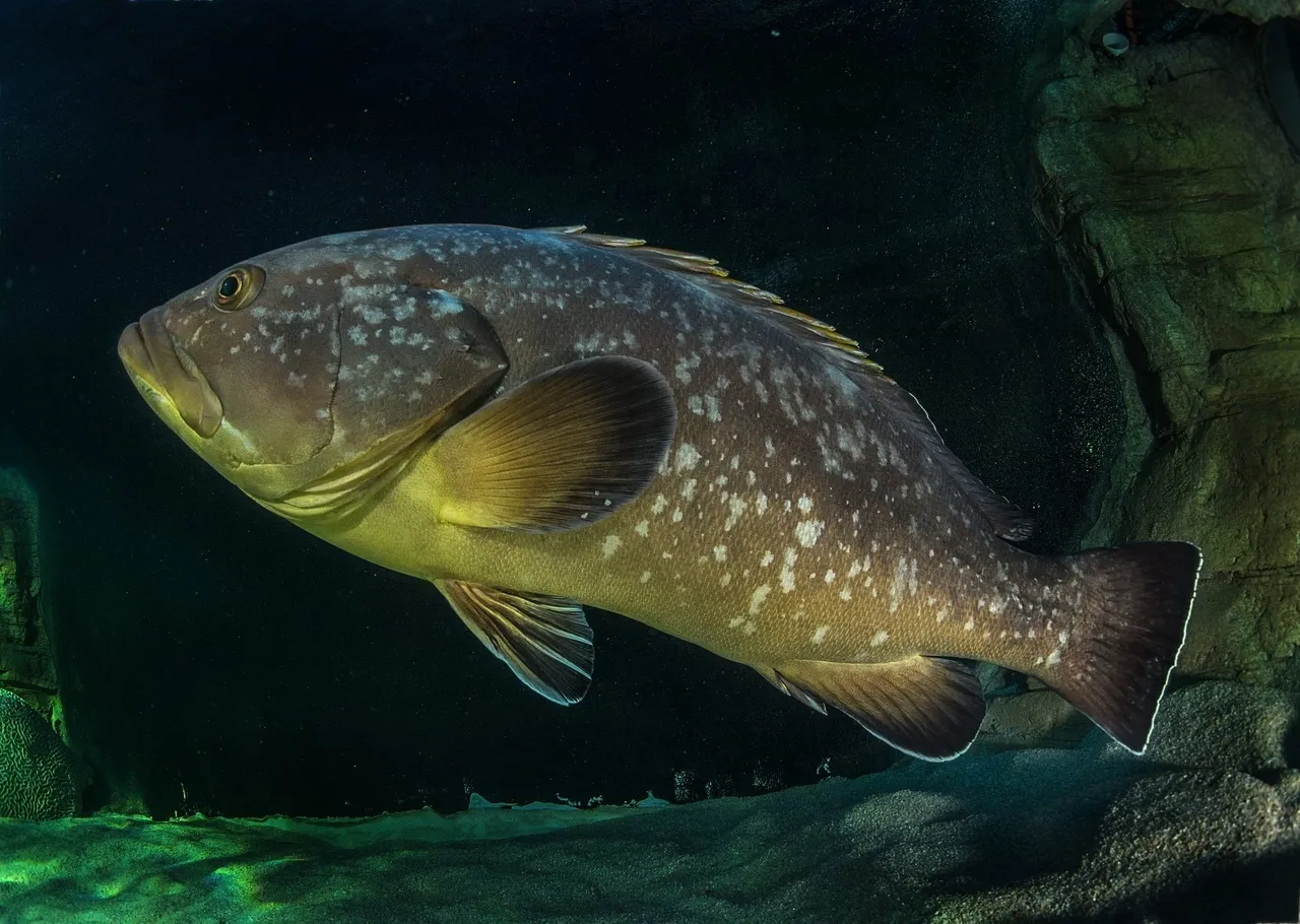 Yellowbelly rockcod