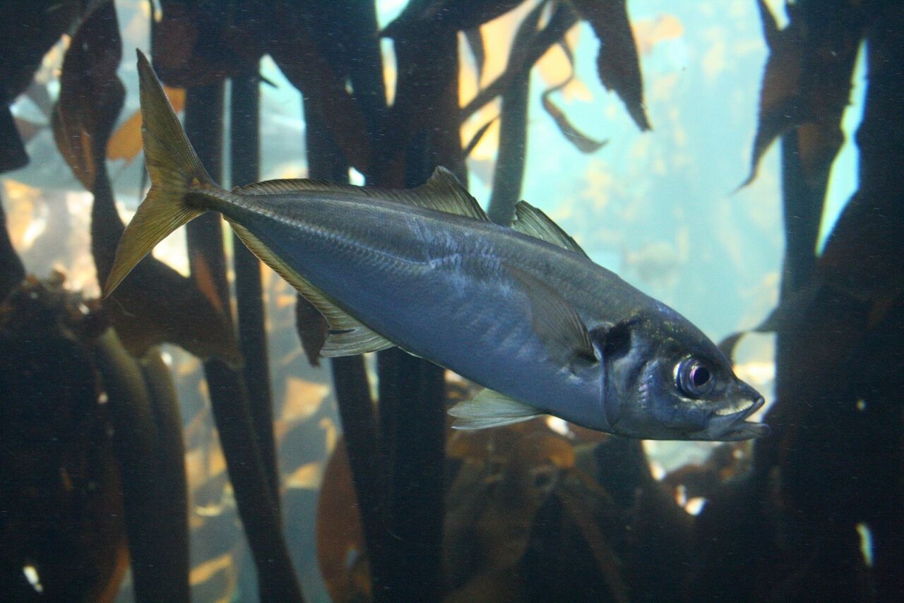 Maasbanker (horse mackerel)