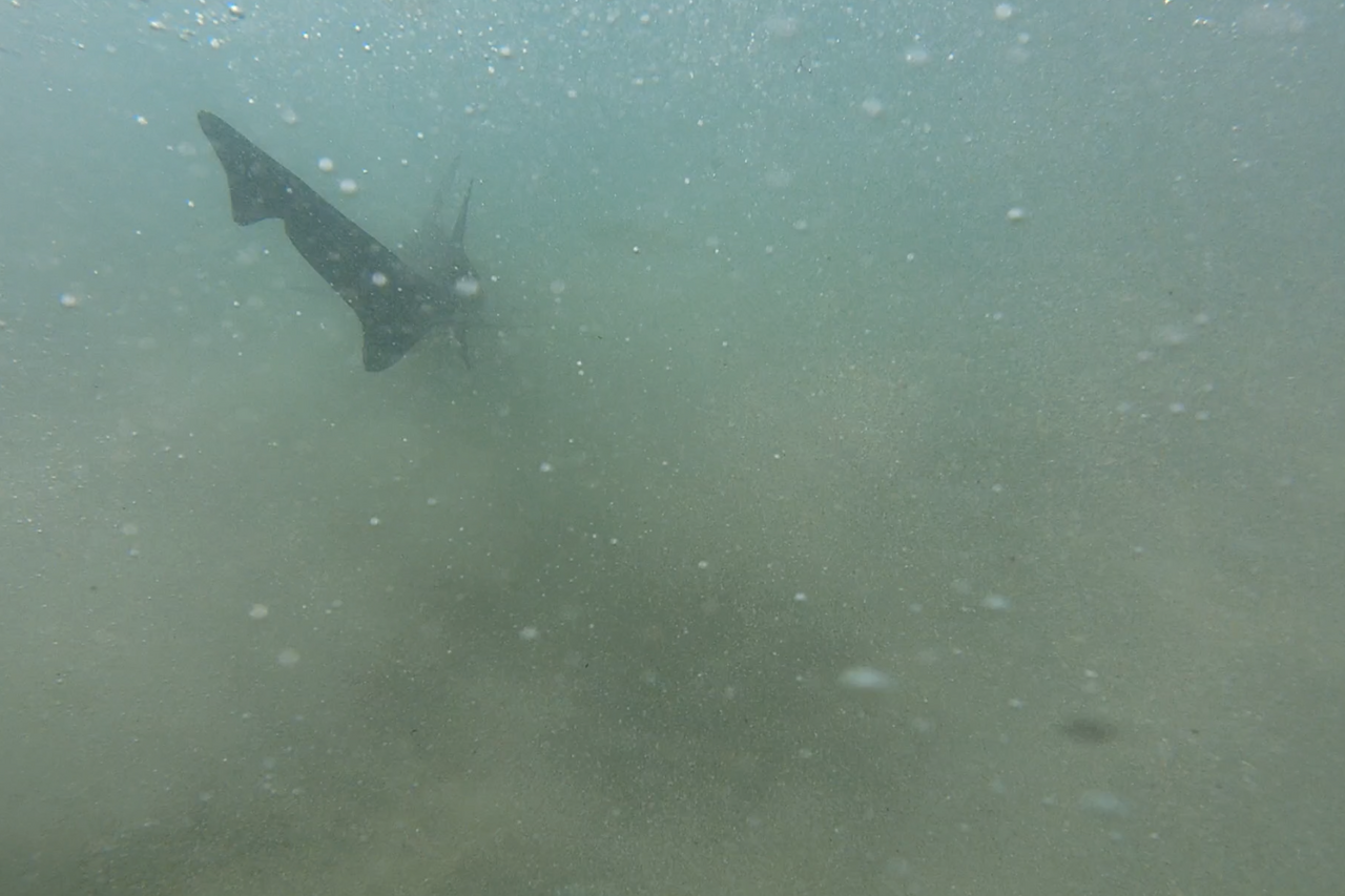 Gully shark release gopro 2