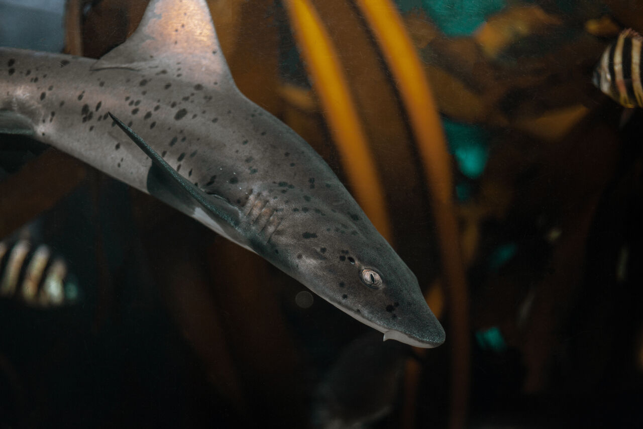 The Two Oceans Aquarium released four spotted gully sharks