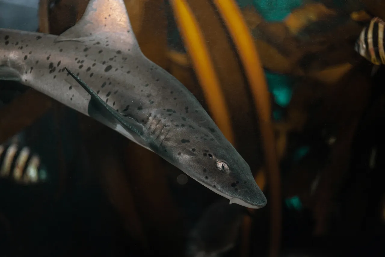 Gulley shark leanneshelton photography
