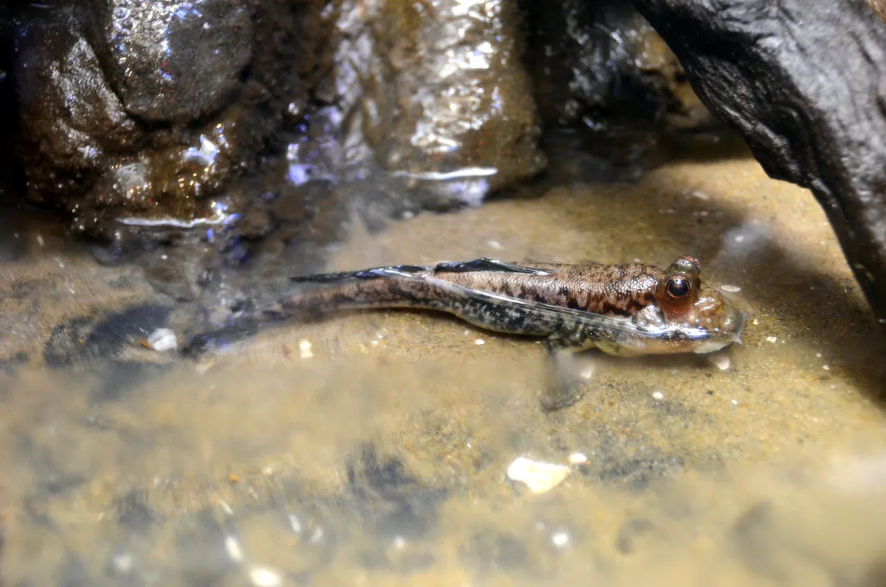 Mudskipper
