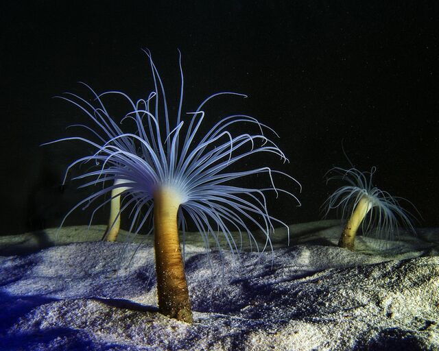 Tube anemone