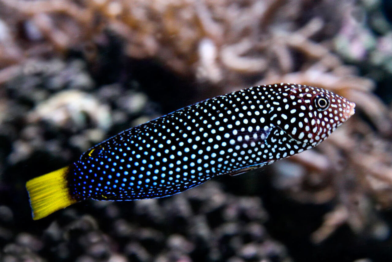 Guinea fowl wrasse