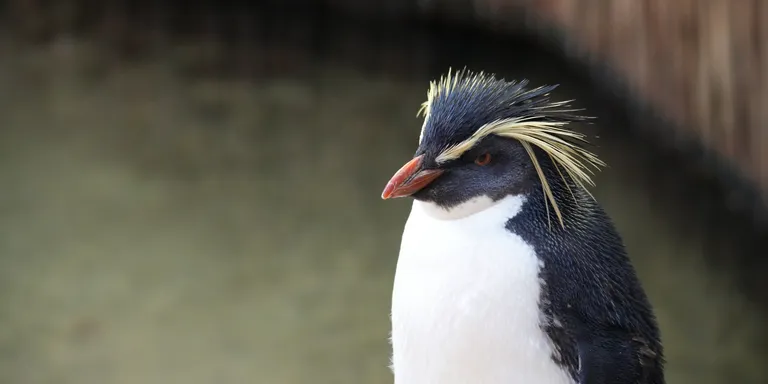 A Northern rockhopper penguin at the Aquarium.