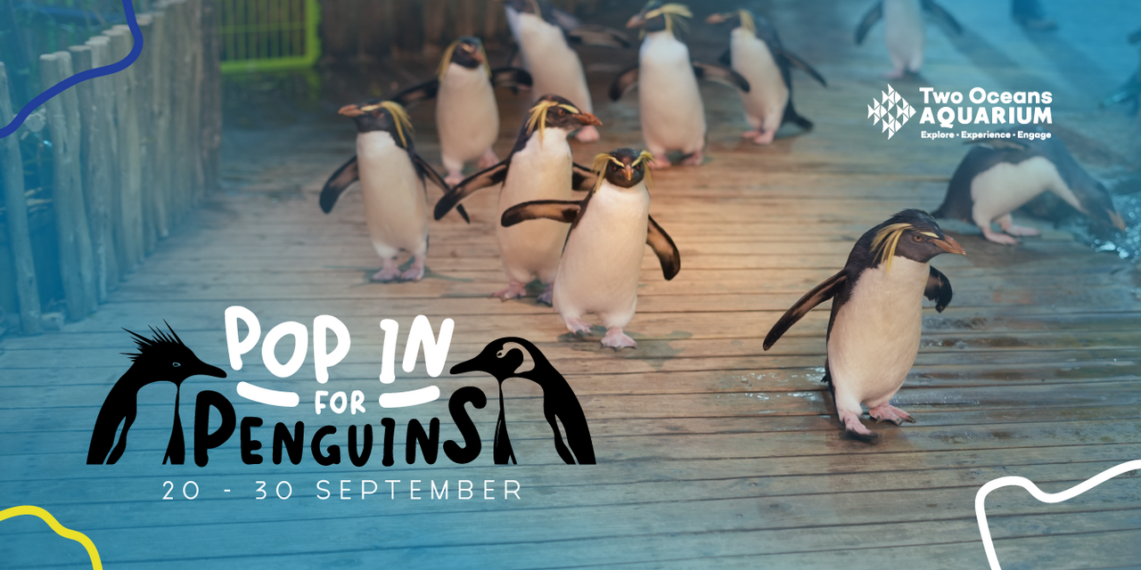 How to spend a whole morning with the penguins at the Two Oceans Aquarium