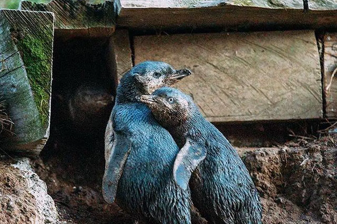 Image003penguin