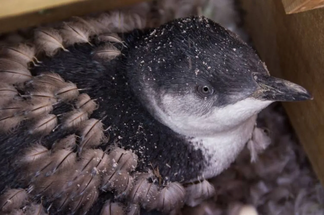 Image004penguin