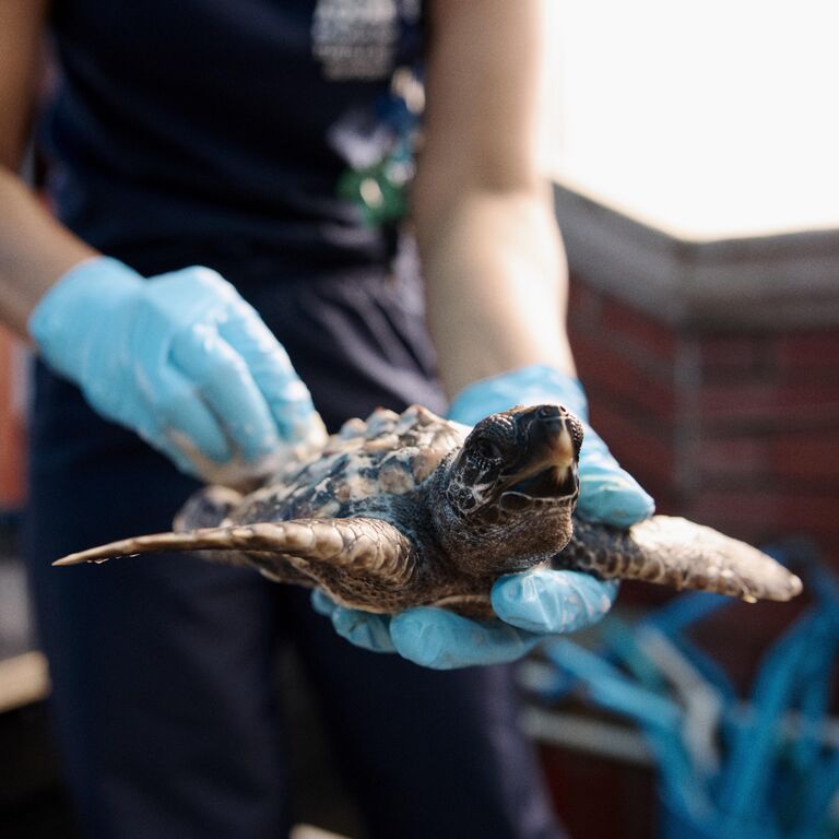 Turtle Conservation Centre