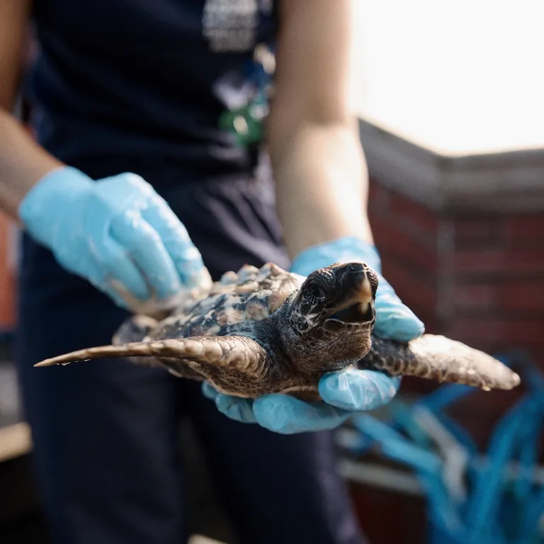 Turtle Conservation Centre