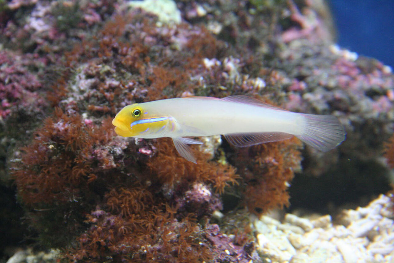 Blue-cheek goby