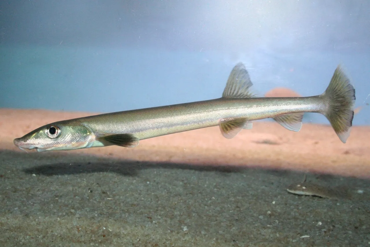 Beaked sandfish