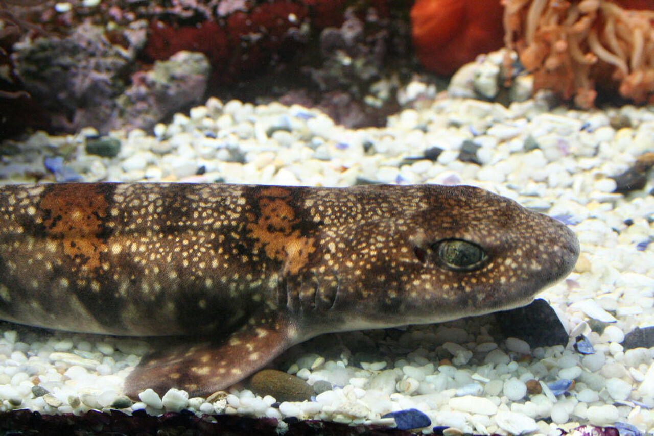 Puffadder shyshark