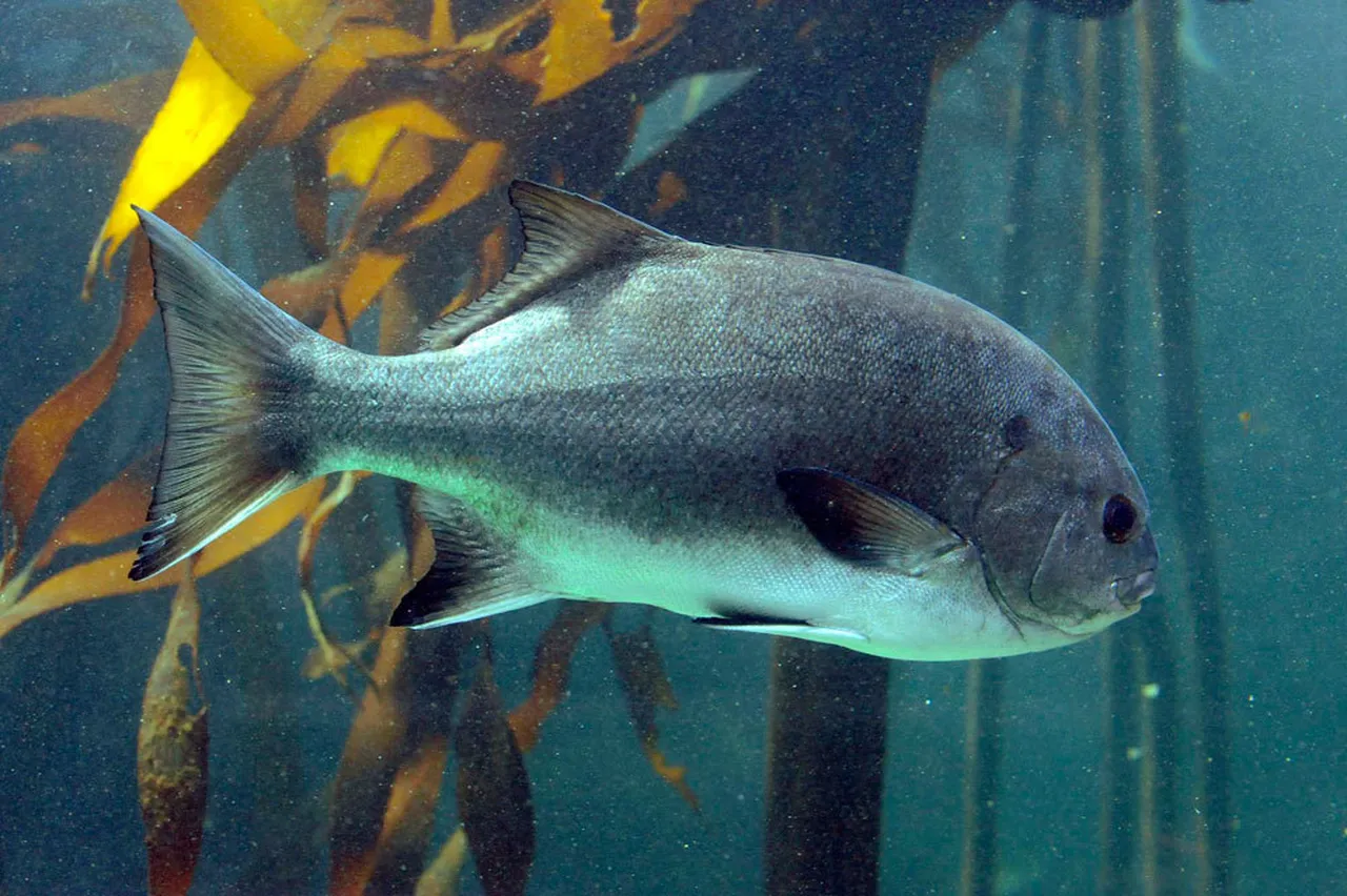 Banded galjoen
