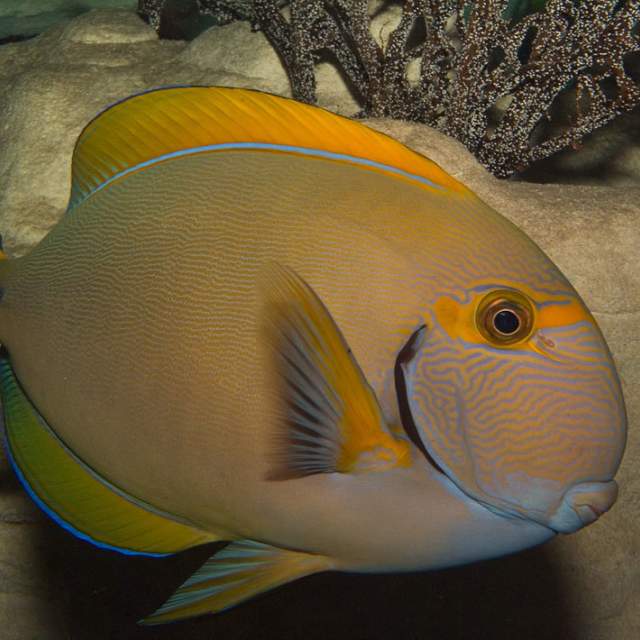 Two Oceans Aquarium 