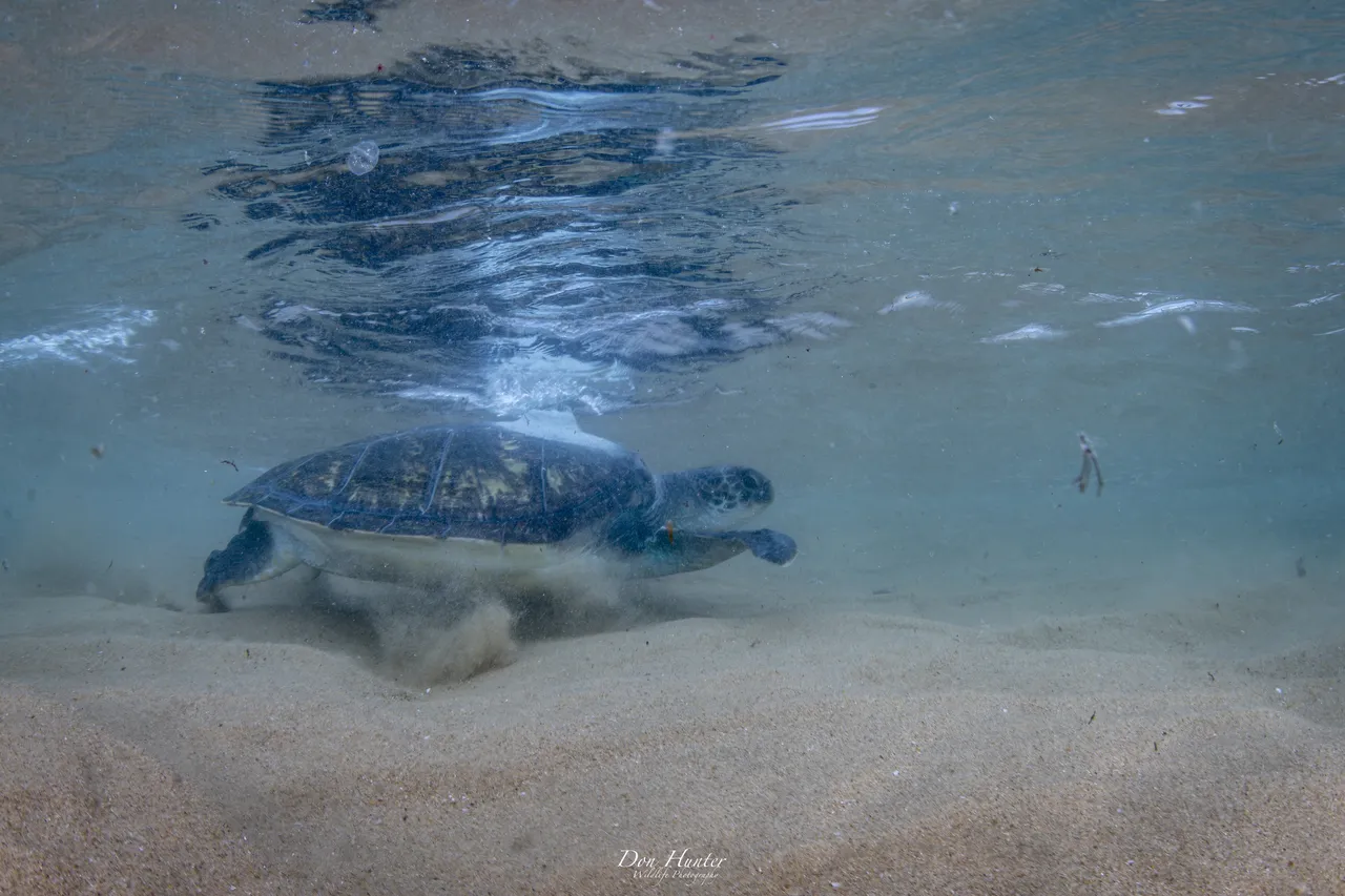 DON5429 Enhanced NR 31